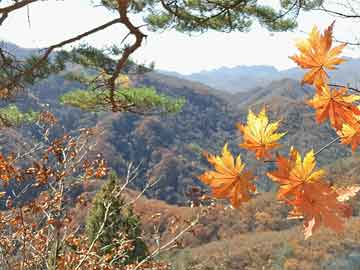业内人士在今日凌晨遭遇真相刷爆评论，可可影视全网炸锅，详情点击
